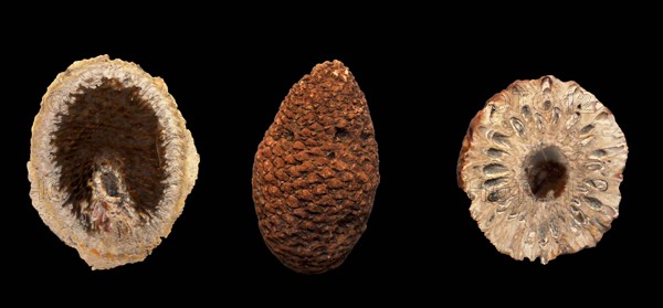 Silicified cones of the primtive conifer Araucaria