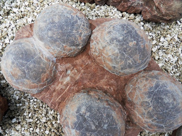 Dinosaur egg from Henau Province