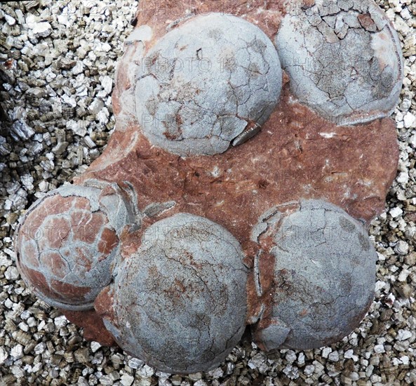 Dinosaur egg from Henau Province