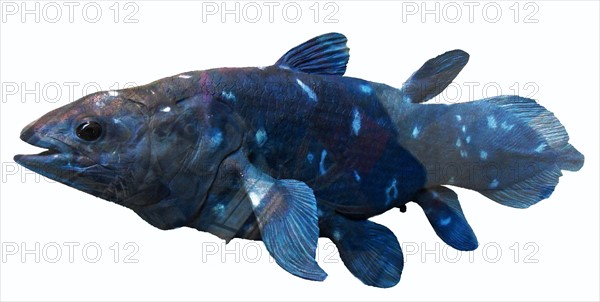 Coelacanth