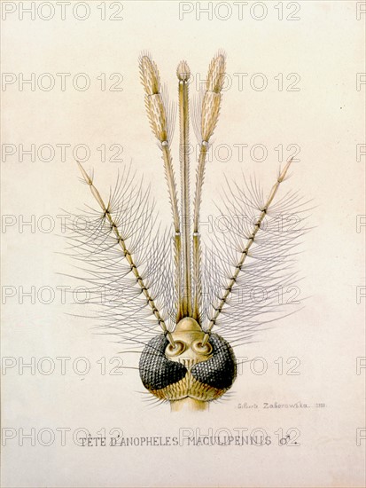 Head of the Anopheles Mosquito showing the male mouthparts