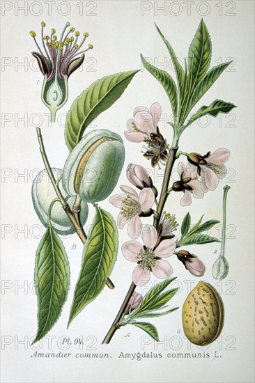 Common or Sweet Almond