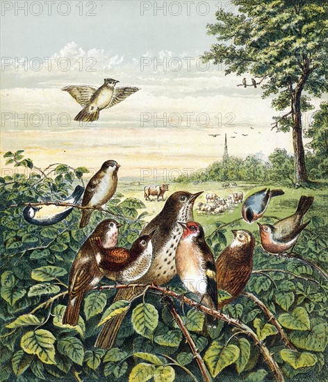 Who killed Cock Robin