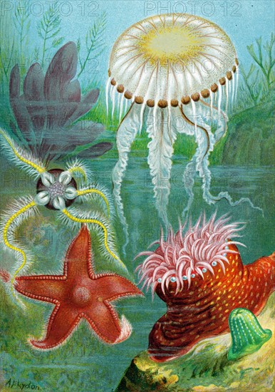 Starfish or Sea Stars