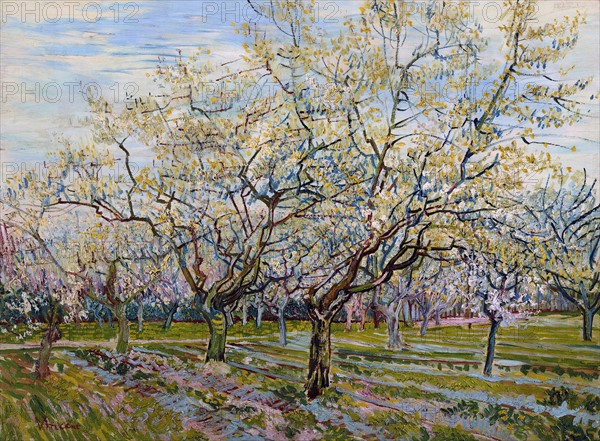 Van Gogh, The White Orchard