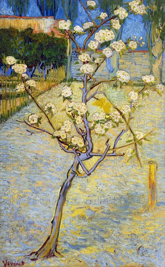 Van Gogh, Small Pear Tree in Blossom