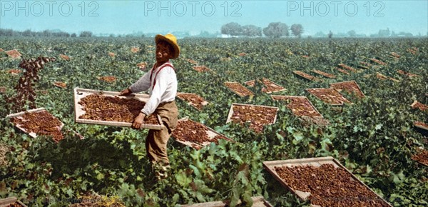 African American child labourer, 1901