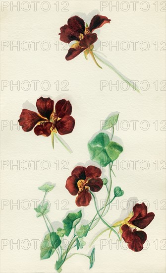 Nasturtium flowers and leaves from the Holy Land