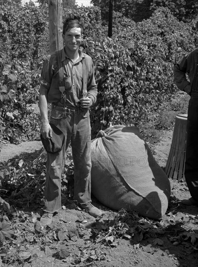 Young migrant worker brings his hops to weigh scales, 1939