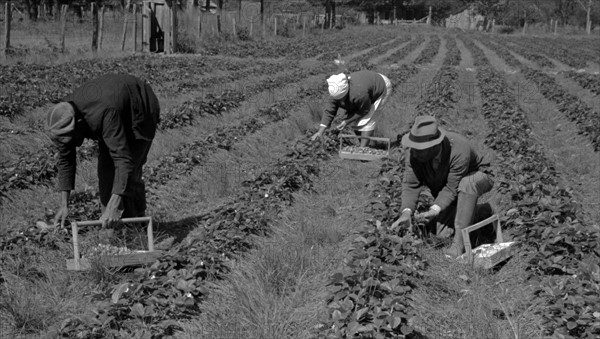 Negro intrastate migrant worker, Italian grower and his wife picking berries