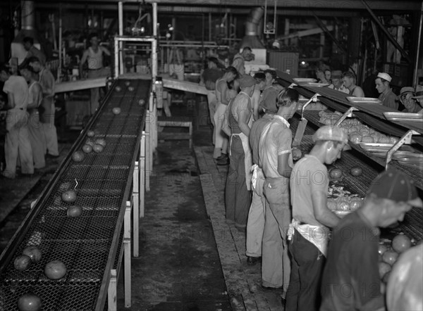 Grapefruit canning plant at Winterhaven, Florida