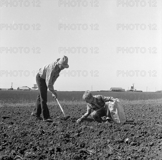 Outskirts of Salinas, California. Father and son planting potatoes. 19390101