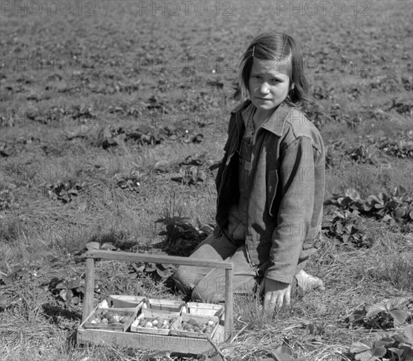 Child of white migrant berry worker picking strawberries in field near Ponchatoula, Louisiana By Russell Lee, 1903-1986, photographer Date 19390101.