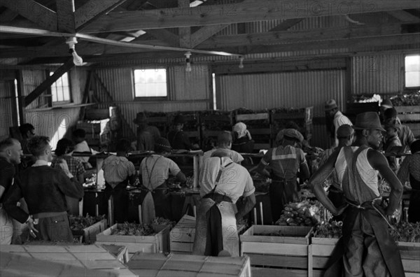 Packing celery at Sanford, Florida. Many of these workers are migrants dated 19380101