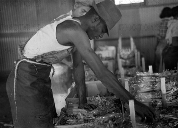 Packing celery at Sanford, Florida. Many of these workers here are migrants 19370101