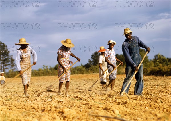 Chopping cotton on rented land near White Plains by photographer Jack Delano.