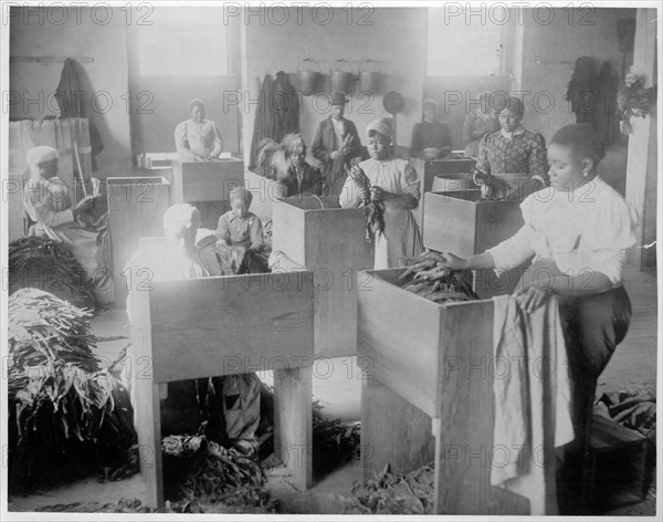 African, Americans, mostly women, sorting tobacco at the T.C. Williams & Co., tobacco, Richmond, Virginia. New Orleans.