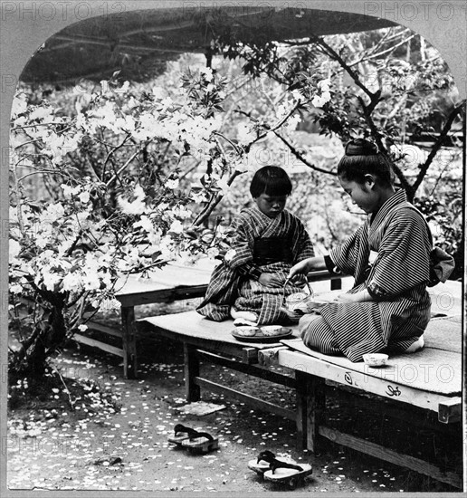 Under the cherry blossoms in the flowery kingdom, Japan