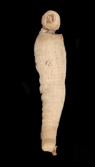 Animal mummy from Egypt