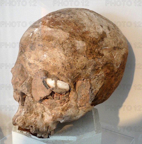 Skull moulded in plaster and pieces of shell inlaid