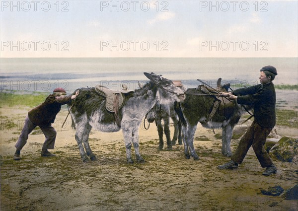 Two Boys Trying To Budge A Stubborn Donkey