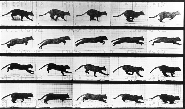 A cat running. Photogravure by Eadweard Muybridge, 1887