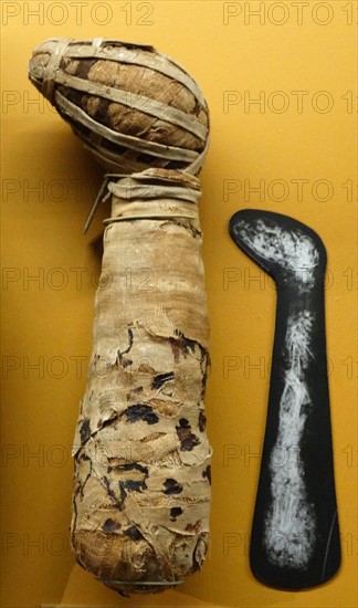 Mummified dog from Egypt
