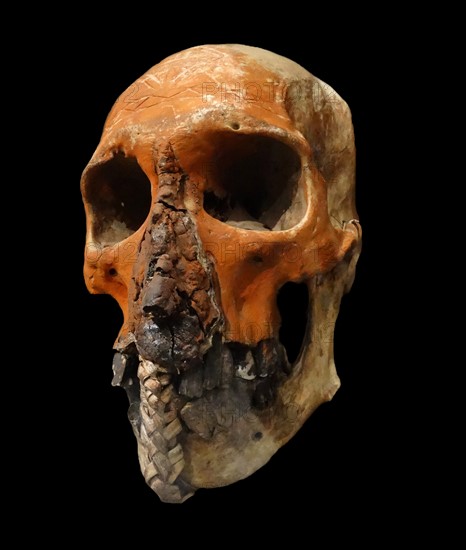 Skull trophy from the Tugeri Tribe, Fly River, New Guinea