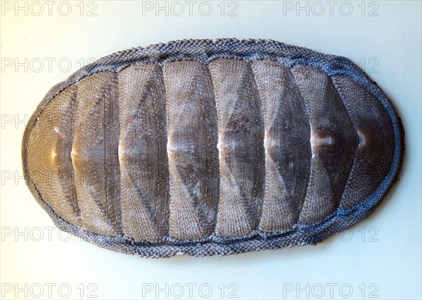 Chiton Magnificus, Chile