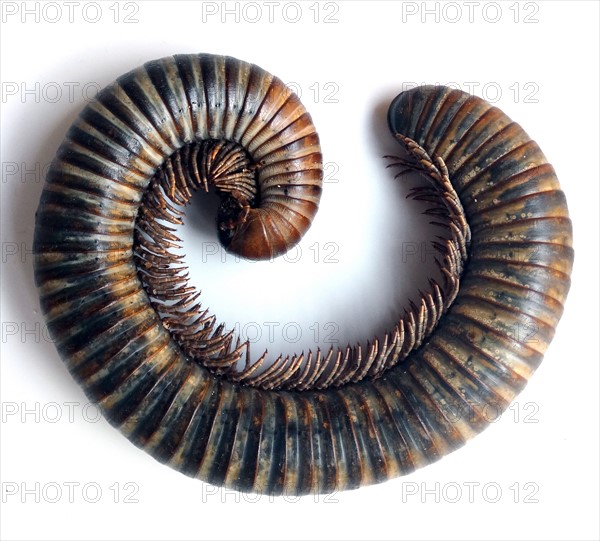 Archispirostreptus gigas, African Giant Black Millipede, Africa