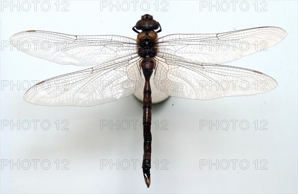 Aeshna Multicolour (Blue-eyed Darner)