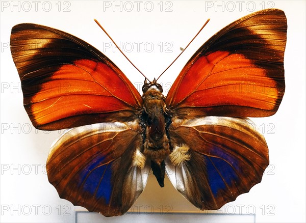 Agrias Claudina, (Dorsal View) South American