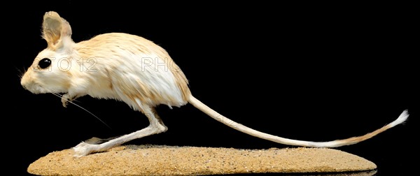 Comb-toed Jerboa (Paradipus ctenodactylus)