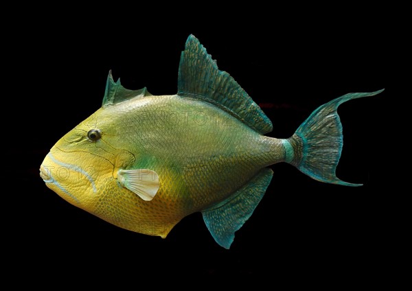 Balistes vetula (Queen Triggerfish)