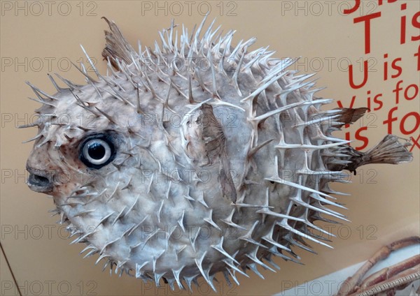 Diodon Orbicularis (Balloon fish)