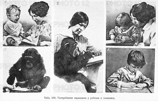 Nadezhda Nikolaevna Ladygina-Kohts (1889 – 1963) Russian zoopsychologist.
