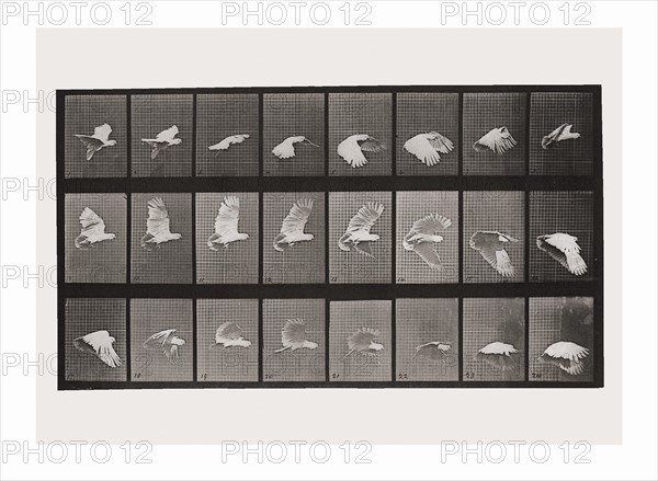 Eadweard Muybridge 'Cockatoo flying' 1887