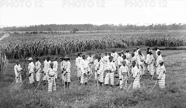 African-American convicts working in the fields in a chain gang1903