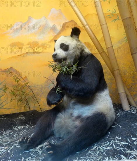 Stuffed and preserved remains of Chi Chi the Panda