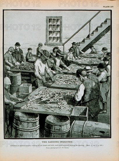 Children at sardine cannery cutting off the heads and tails of herring