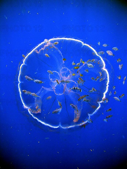 A flotilla of fish follow a transparent drifting jellyfish