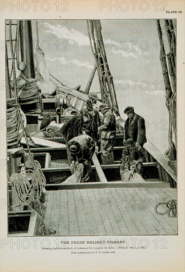 Dressing halibut on deck of schooner for icing in the hold