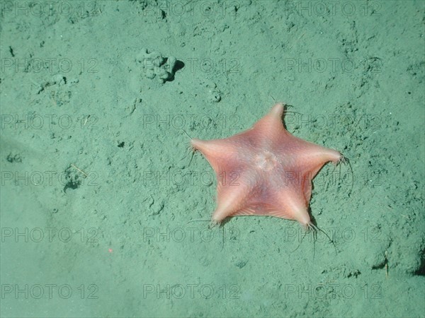 Orange webbed sea star