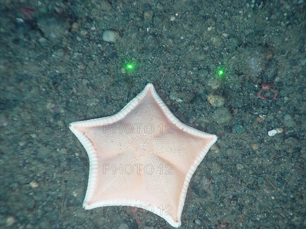 Starfish