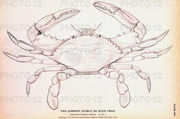 The Common Edible or Blue Crab