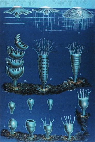 Die Entwickelung der Meduse