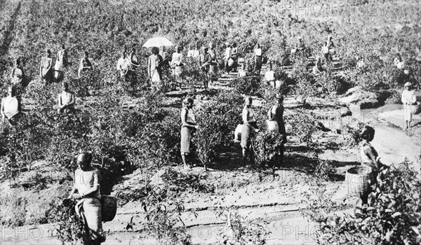 Indian tea planation during British colonial rule 1928