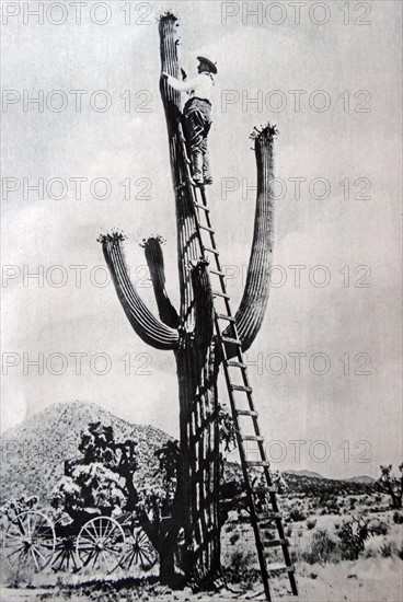 Vintage photograph of a man on a ladder