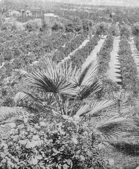 Irrigation of the arid desert of California