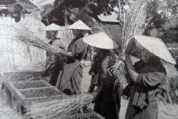 Japanese men threshing rice